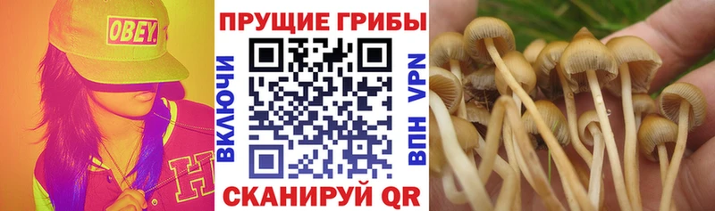 наркошоп  Сунжа  blacksprut   Галлюциногенные грибы мицелий 